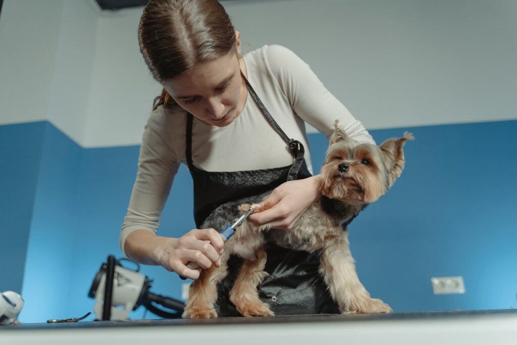 Dog being groomed